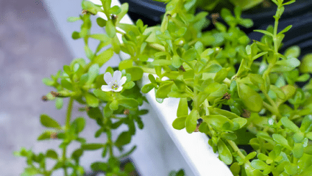 Brahmi prieskonis
