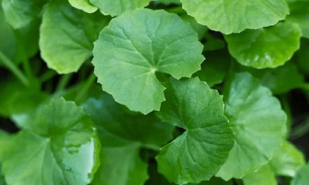 Gotu kola ajurvedinis prieskonis