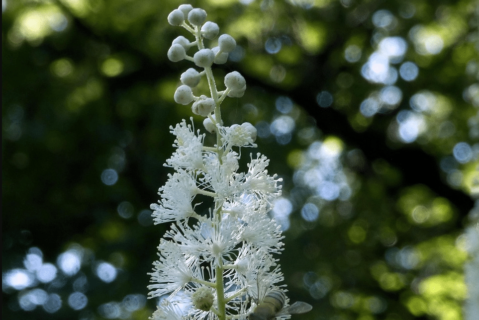 juodasis cohosh privalumai