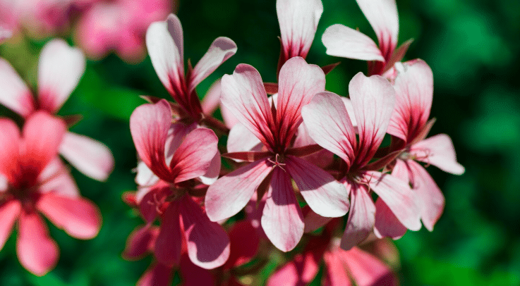 pelargonium sidoides