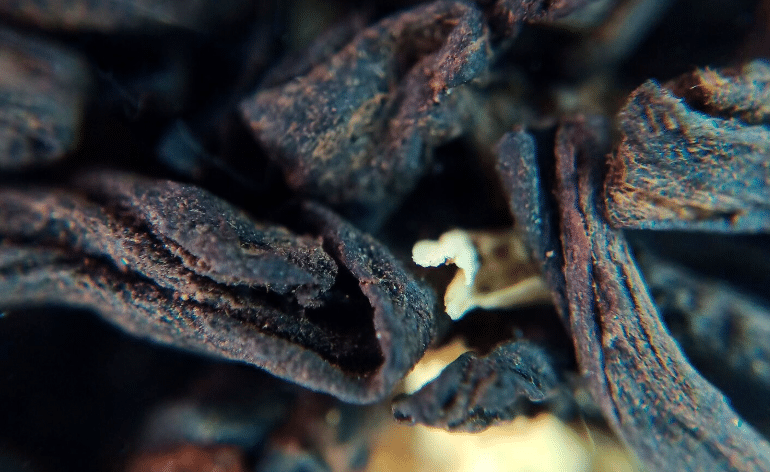 Saldymedis refliuksui