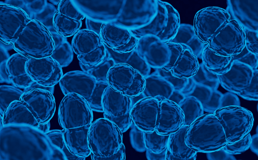 enterococcus faecalis