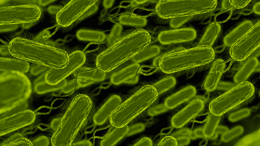 H. pylori bakterijos ir opos