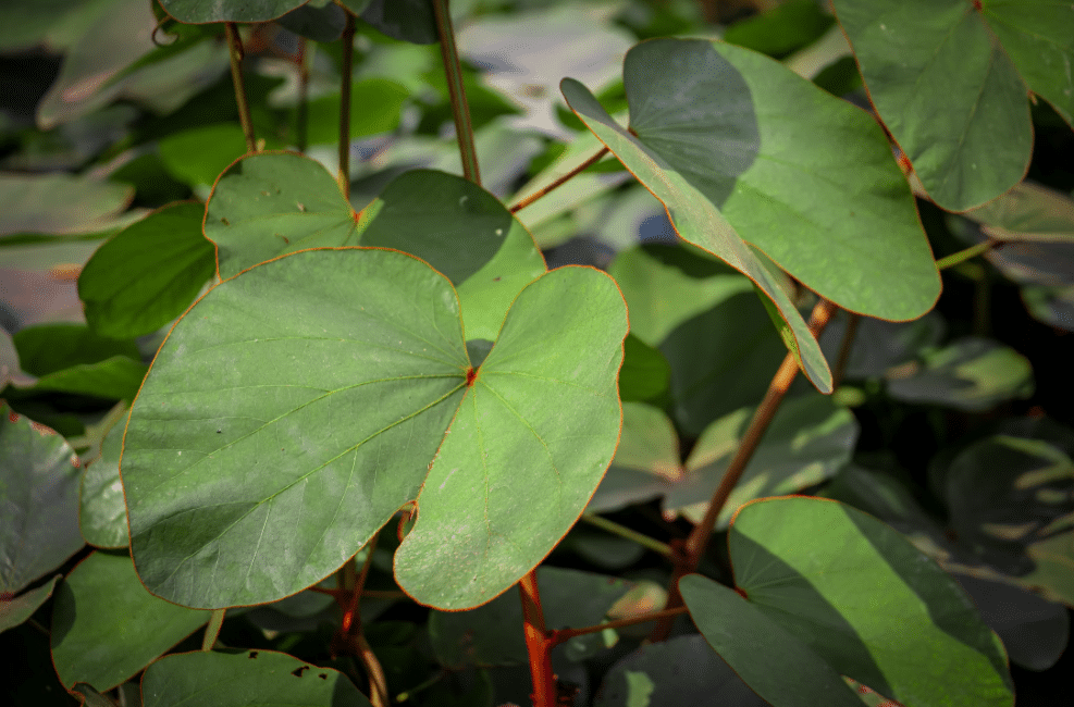 fallopia japonica
